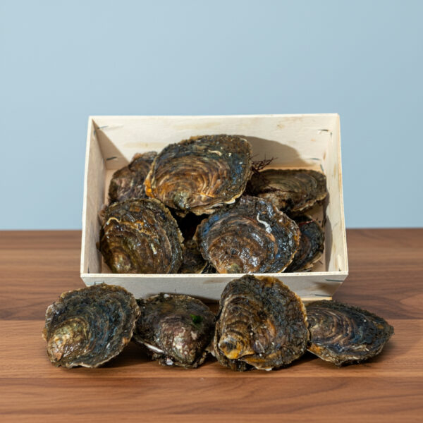 Ostra Gallega €/Pieza - Mediana